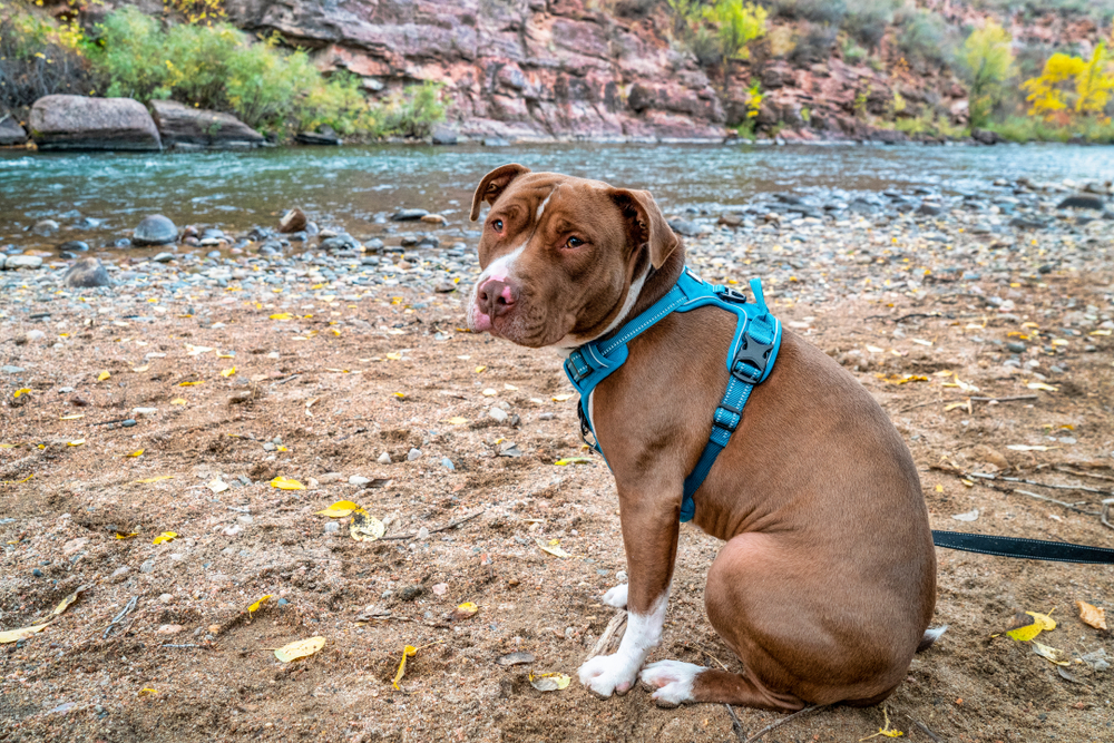 Young pit bull terrier dog in no pull harness on the river shore