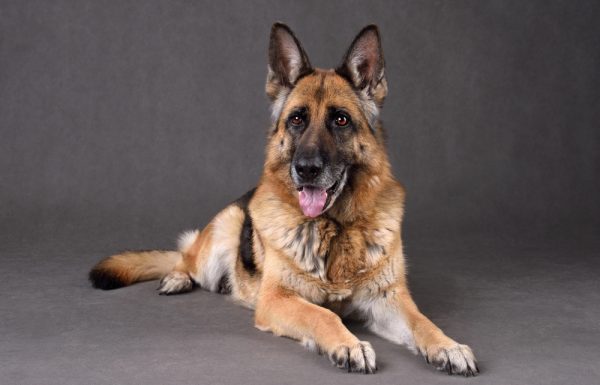 a german shepherd on solid grey background