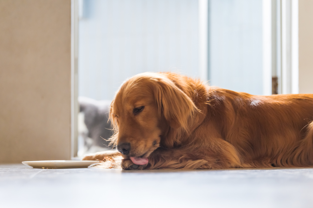 a golden retriever dog licking its paw