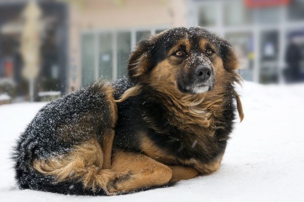 a lonely dog out in the snow