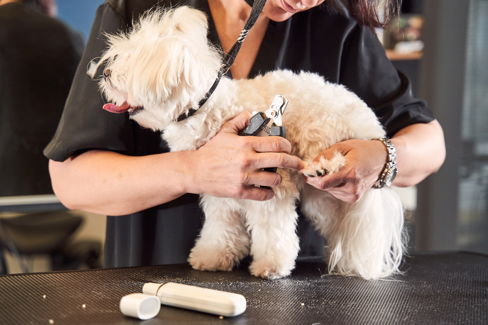 white Maltipoo dog getting its nails trimmed