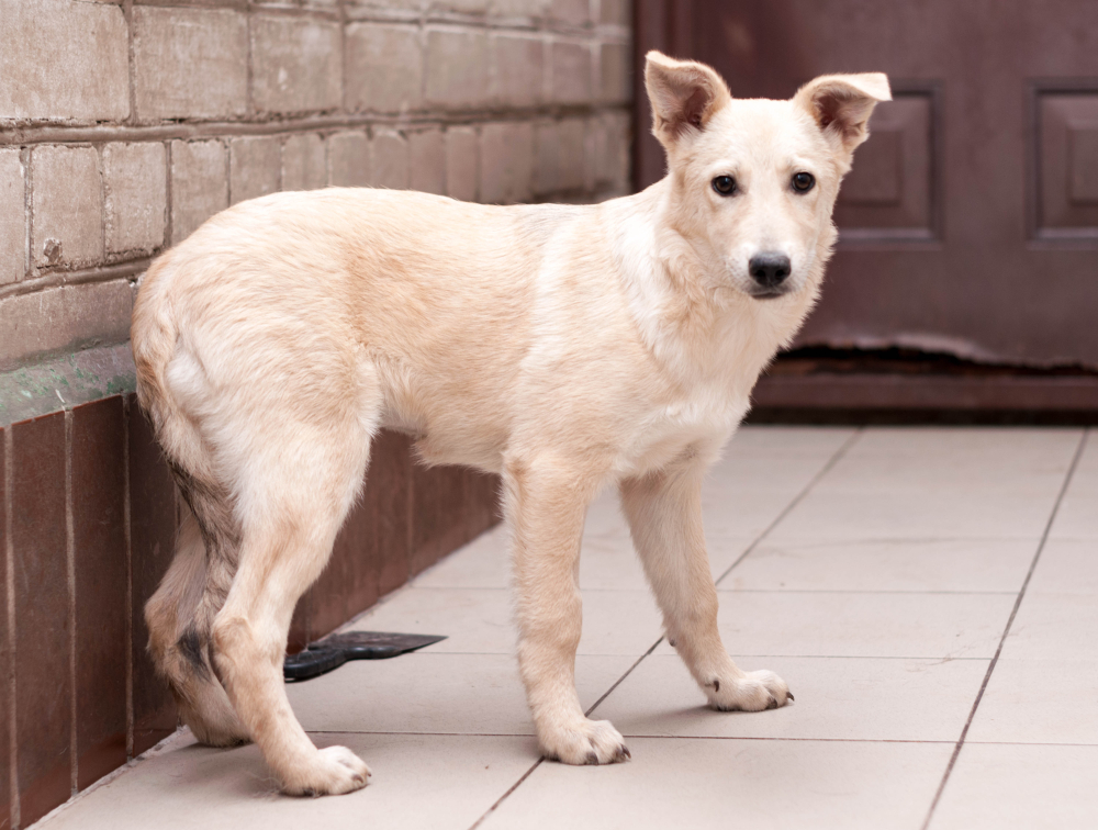 a mixed breed dog with tucked tail