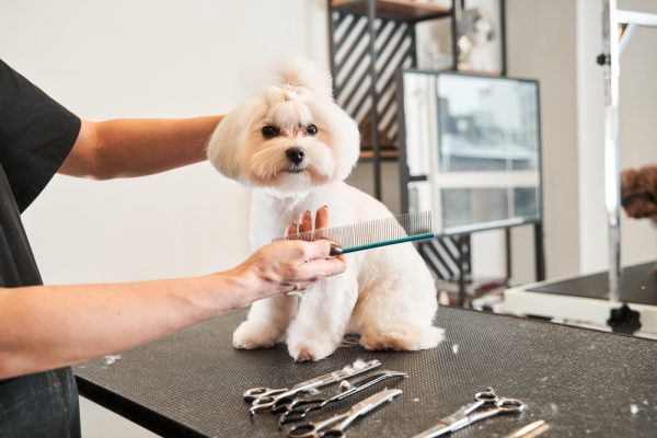 a pet groomer with a white Maltipoo dog on a table