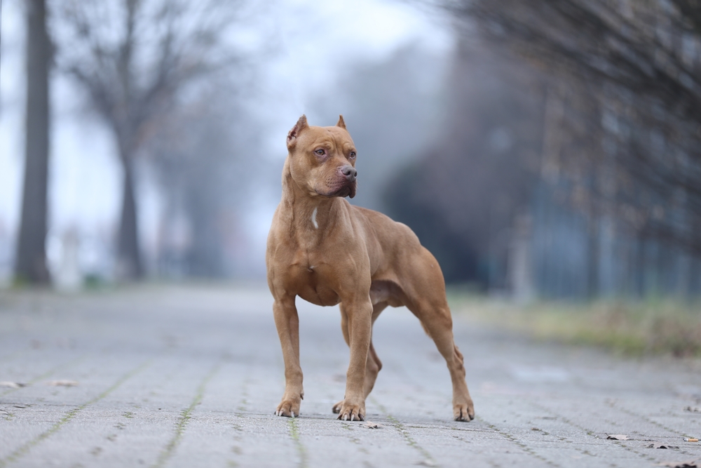 a pitbull dog standing outdoors