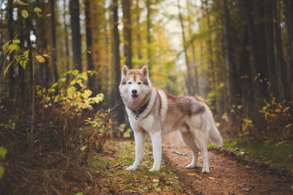 a siberian husky out in the woods