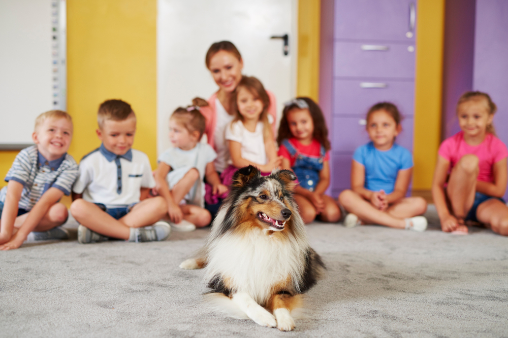 a therapy dog inside a classroom