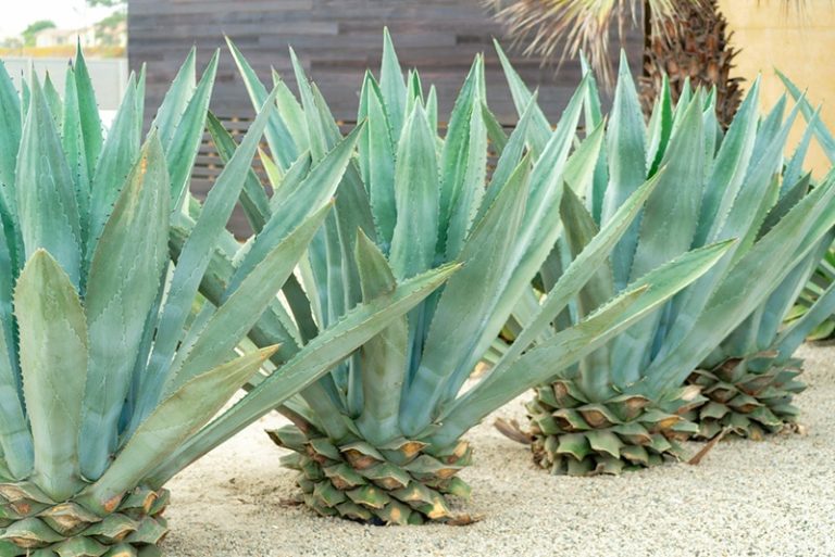 Can Dogs Eat Agave Vet Reviewed Facts FAQ Dogster can-dogs-eat-agave-vet-reviewed-facts-faq-dogster