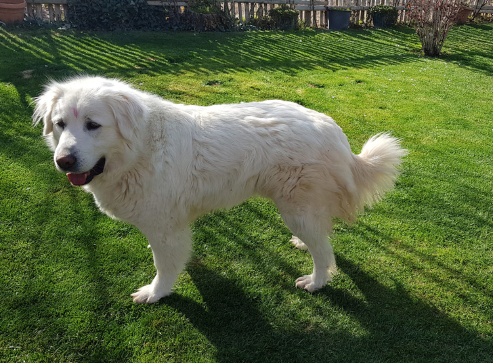 akbash dog standing on grass