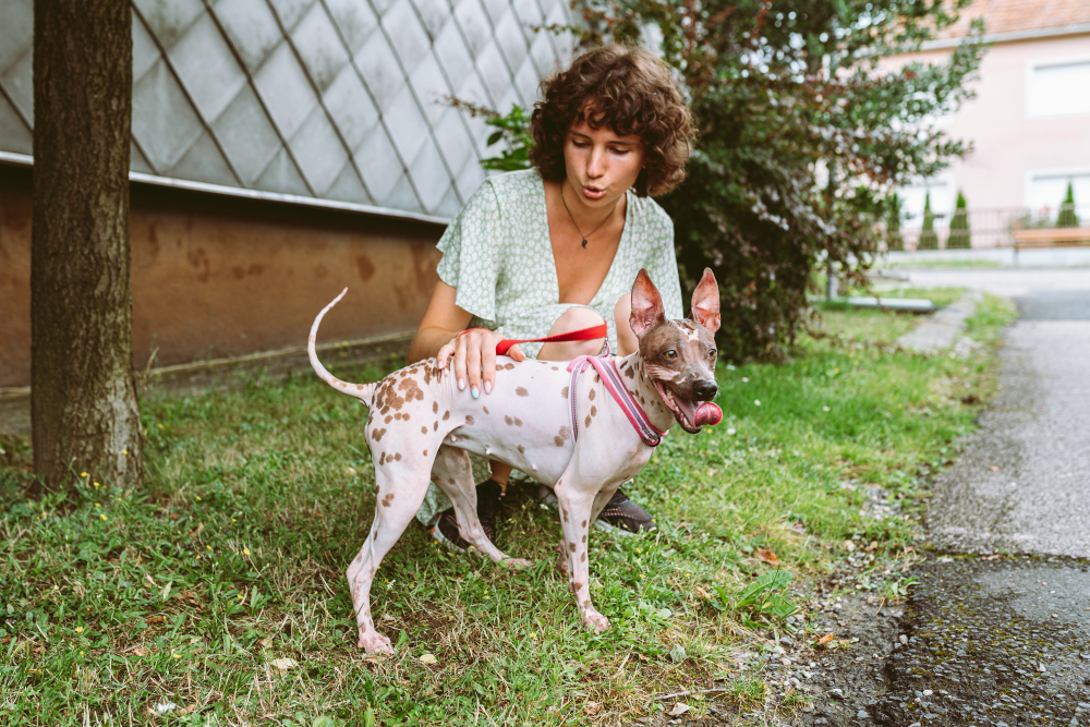 american hairless terrier dog with owner