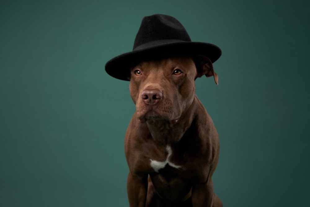 american pit bull terrier dog in a hat