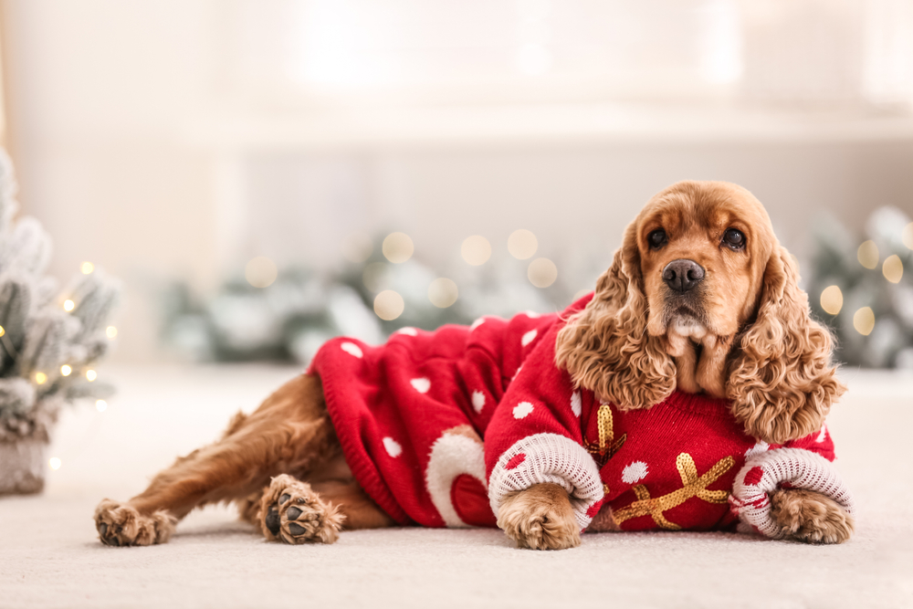 an adorable cocker spaniel dog in christmas sweater