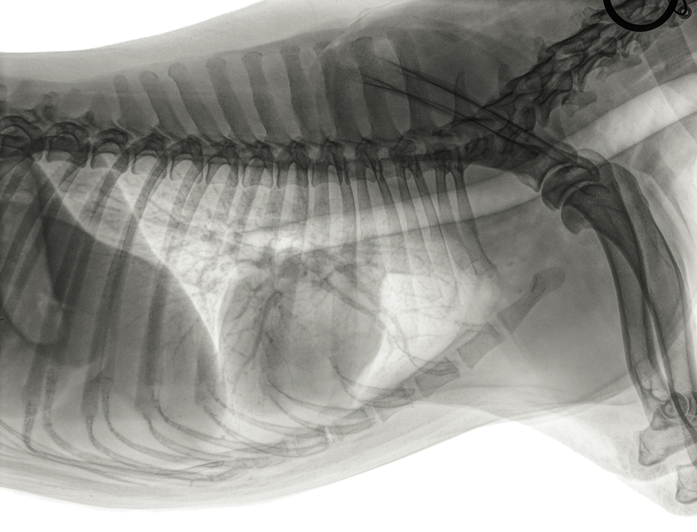 an-x-ray-of-dogs-heart