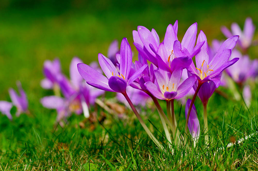 autumn crocus flowers