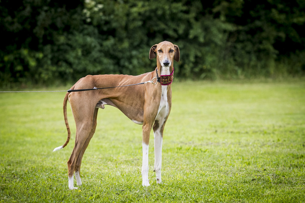 azawakh dog on a leash standing on grass