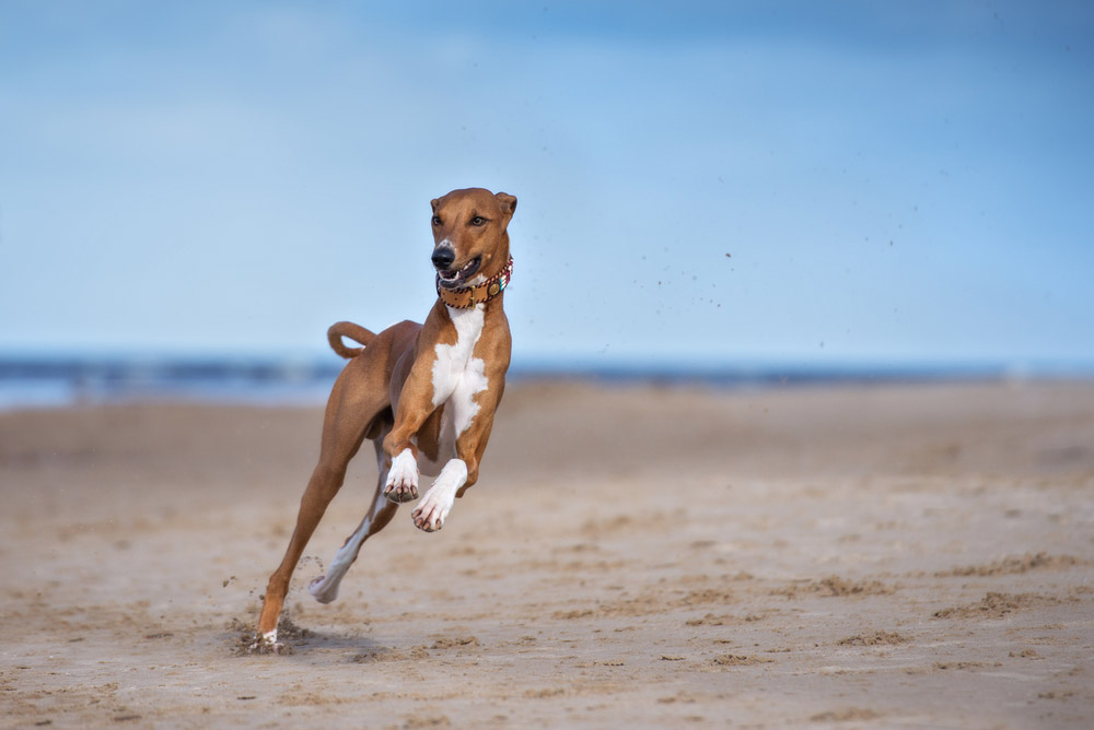 azawakh dog running on a beach