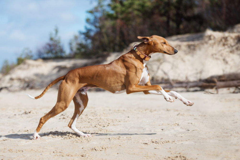 azawakh dog running on beach