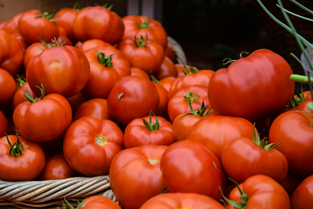 basket of tomatoes