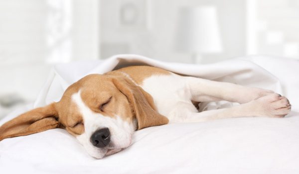 beagle dog sleeping on bed