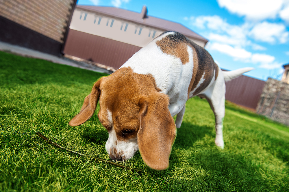 beagle dog sniffing the grass