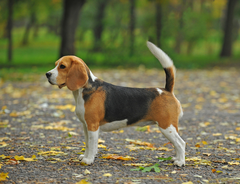 beagle dog standing at the park