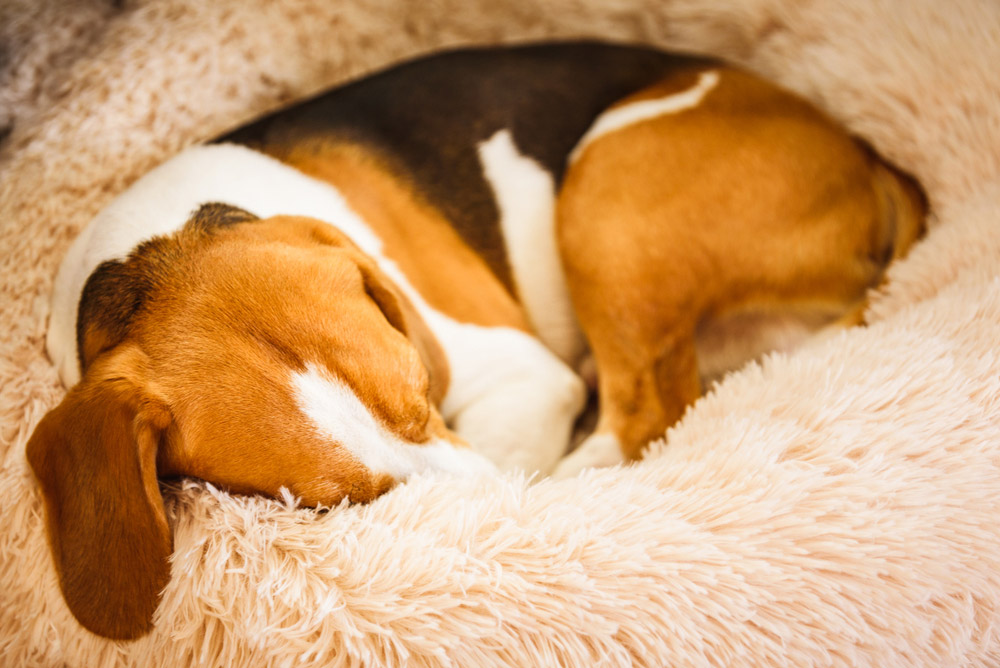 beagle sleeping on dog bed