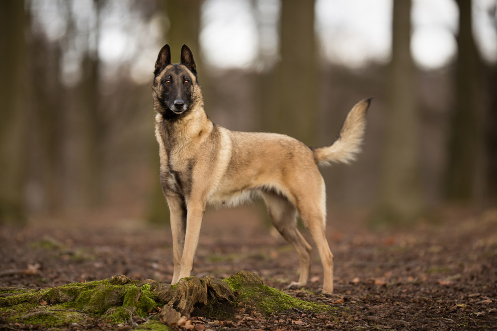 belgian malinois dog standing outdoor