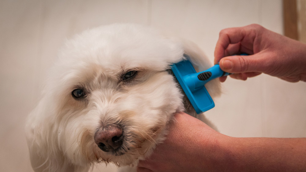 bichon frise canine  groomed successful  a salon