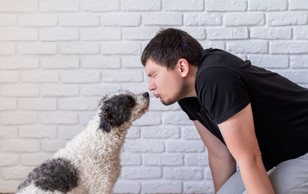 bichon frise dog smelling his owners face