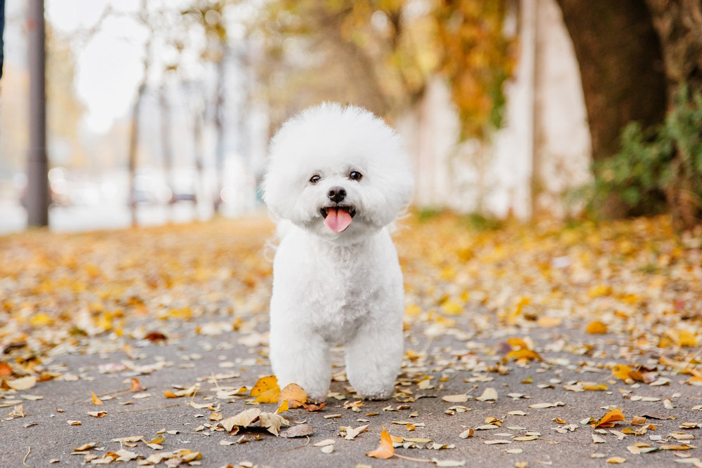 bichon frise dog stading outdoor with autumn leaves