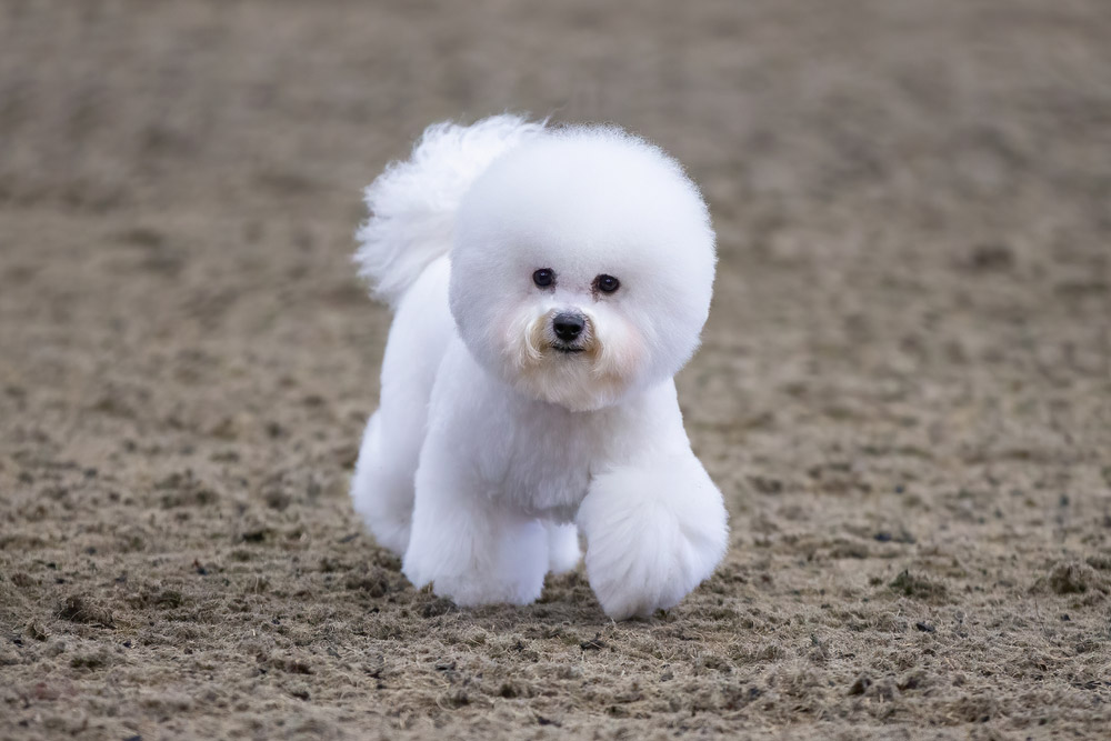 bichon frise canine  walking connected  sand