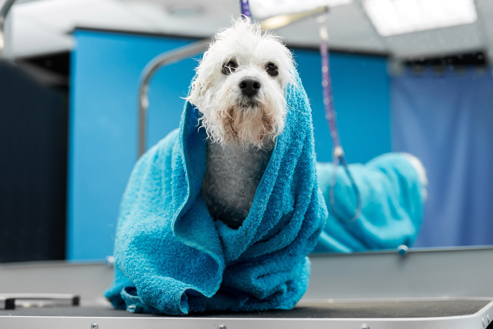 bichon frise canine  wrapped successful  a towel