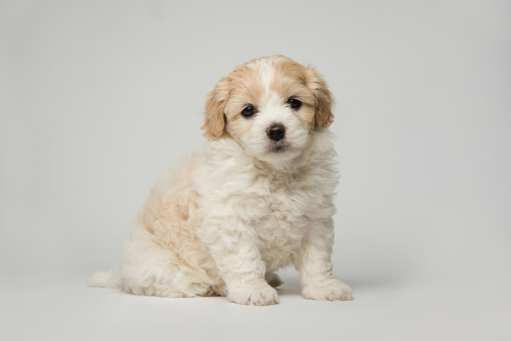 bichon frise puppy in studio