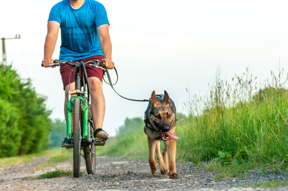 bike while training a german shepherd dog