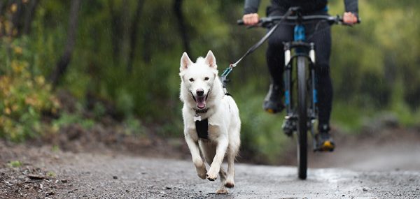 Bikejoring with a white dog