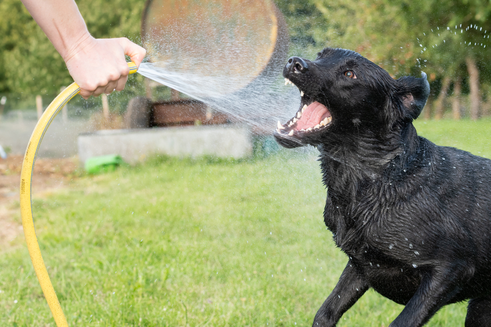 black Labrador retriever being sprayed with a garden hose