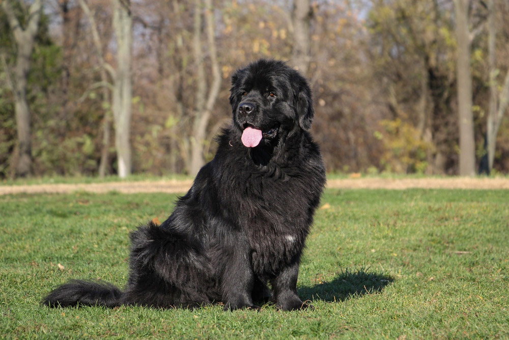 black Newfoundland dog is sitting on the grass