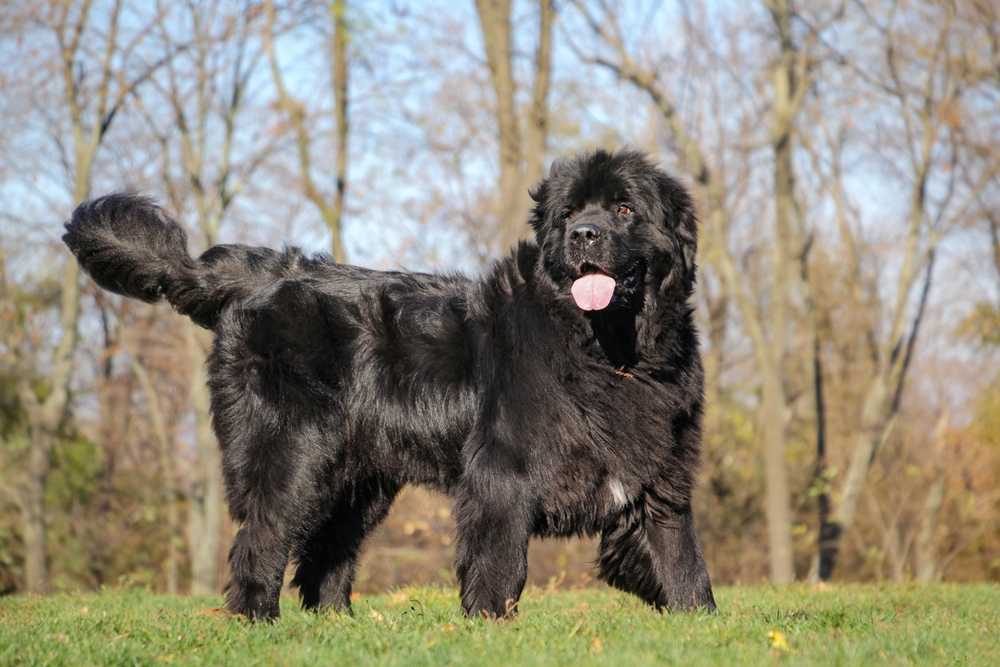 black Newfoundland dog