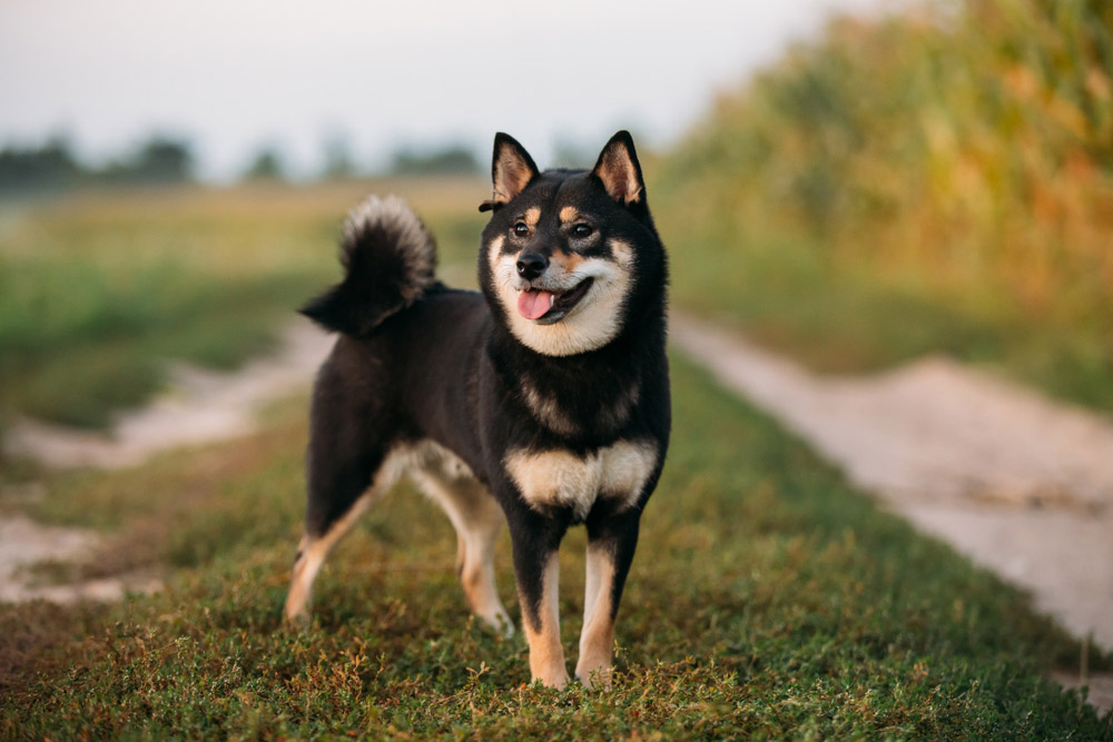 black and tan shiba inu dog standing outdoor