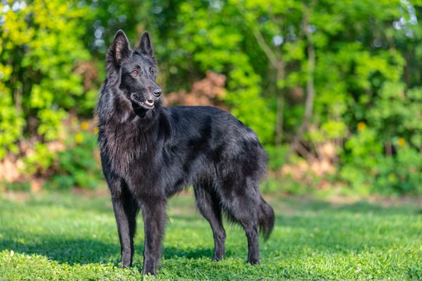 black belgian shepherd groenendael standing outdoors