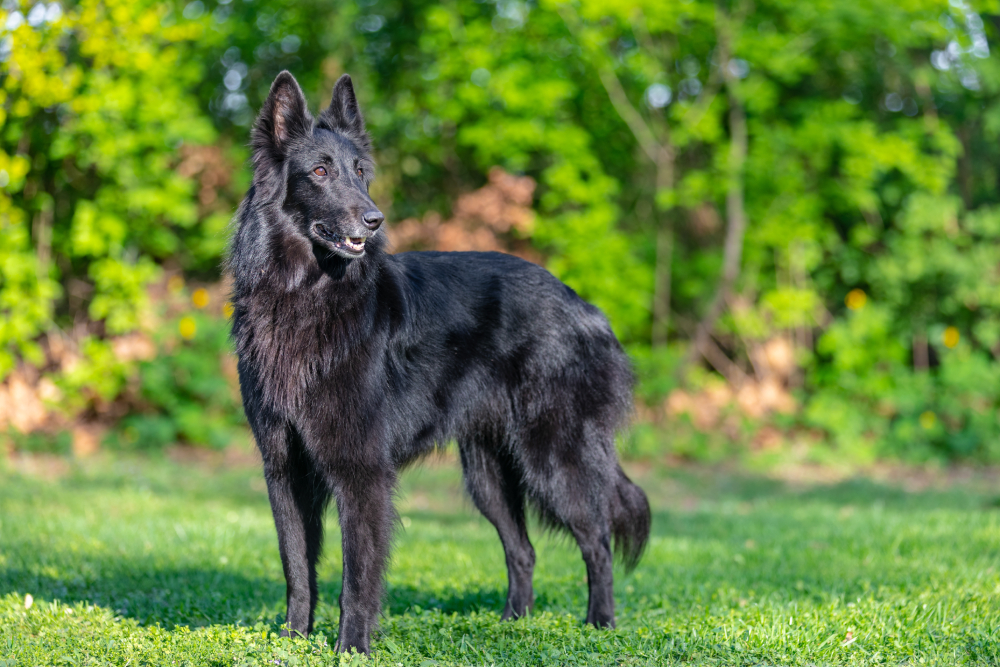 black belgian shepherd groenendael standing outdoors