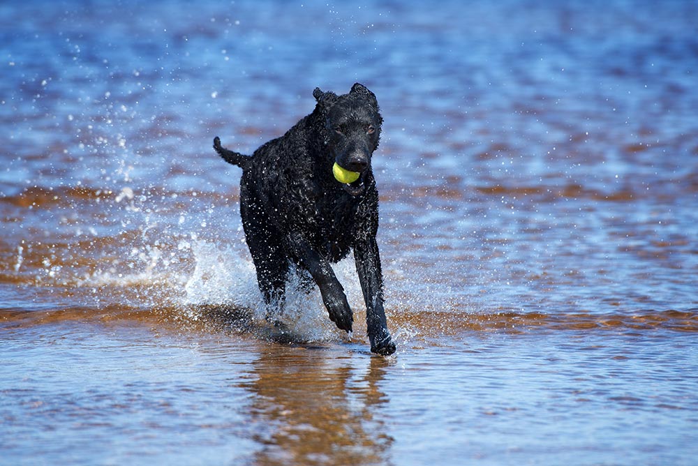 black curly coated retriever dog on the beach