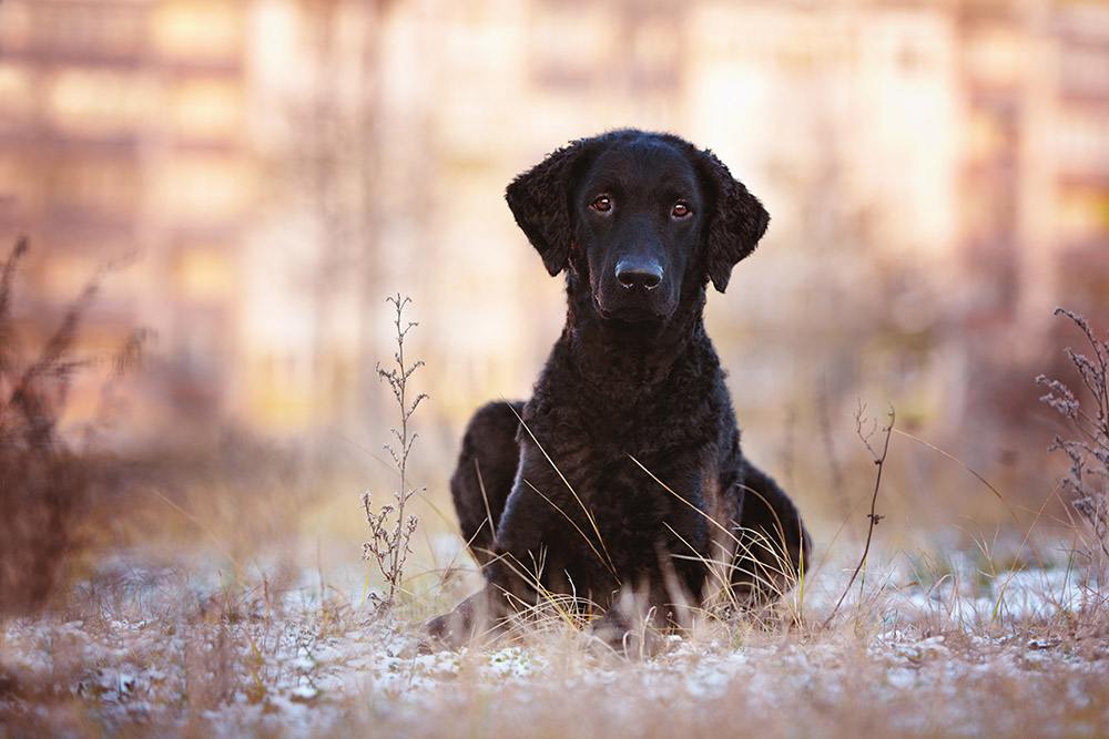 black curly coated retriever dog outdoors