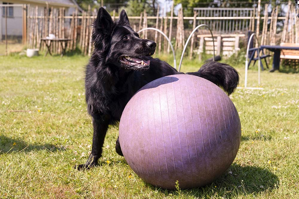 black dog beside a treibball ball