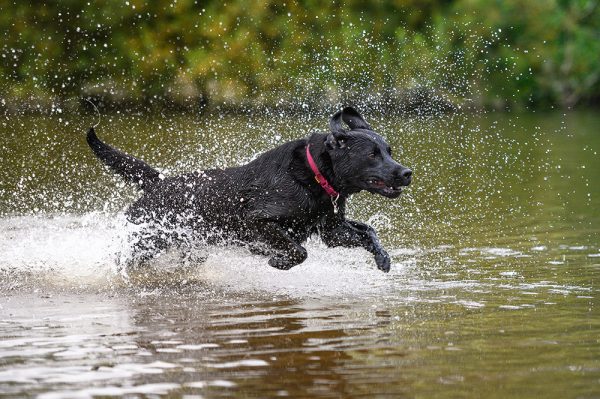 black labrador dog jumping on the water