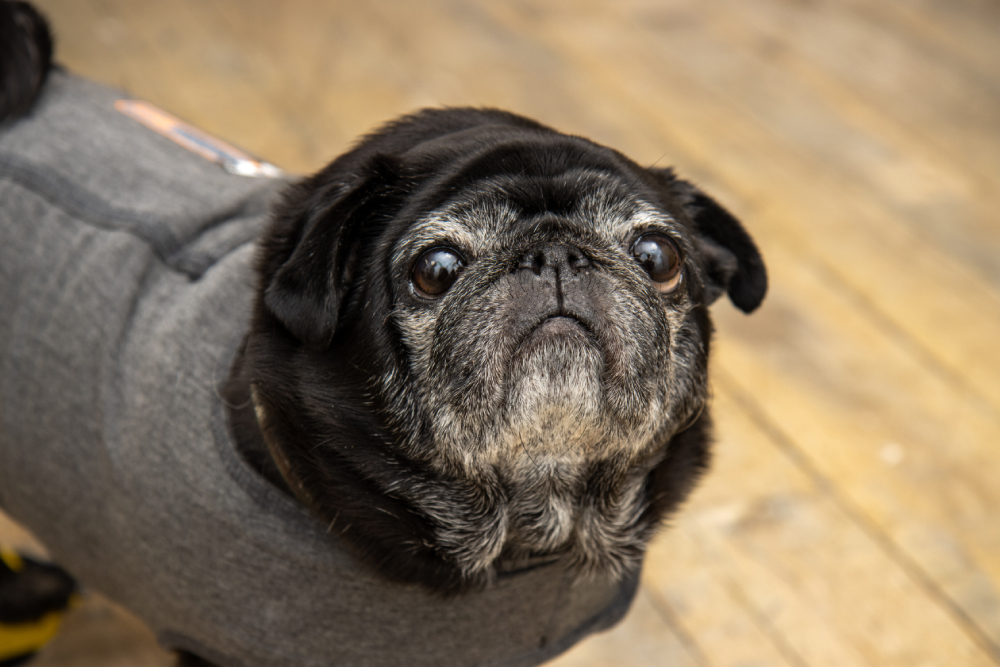 black pug dog with big eyes look sad wearing a secure blanket or anxiety vest