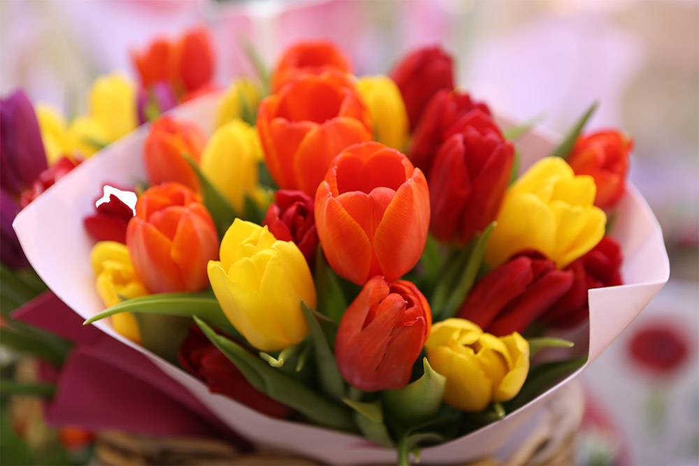 boquet of tulips