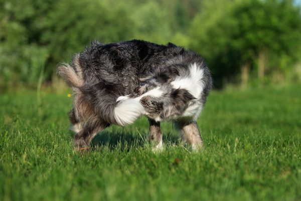 border collie chasing his tail