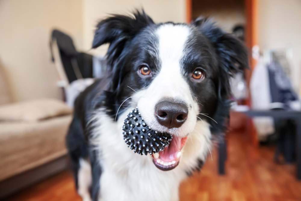 border collie dog holding toy ball in mouth