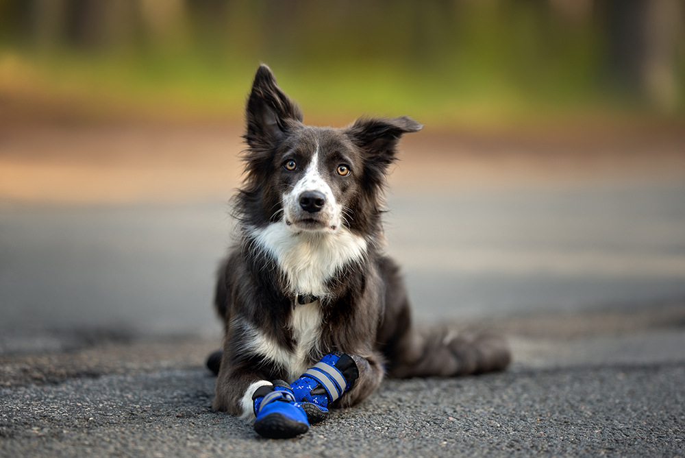 border collie dog lying on the asphalt wearing shoes