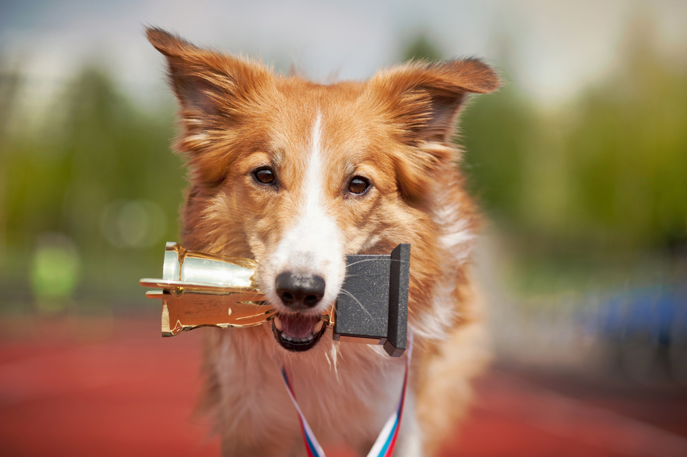 border collie dog portrait with medal and award